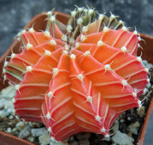 Load image into Gallery viewer, Gymnocalycium friedrichii Agua Dulce LB2178 Variegated (C)
