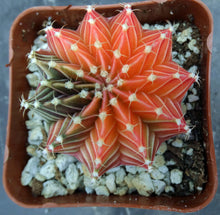 Load image into Gallery viewer, Gymnocalycium friedrichii Agua Dulce LB2178 Variegated (C)
