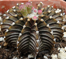 Load image into Gallery viewer, Gymnocalycium aff. friedrichii Agua Dulce LB2178