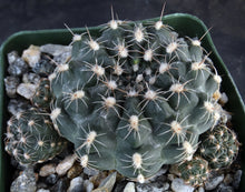 Load image into Gallery viewer, Gymnocalycium matznetteri