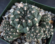 Load image into Gallery viewer, Gymnocalycium matznetteri