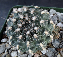 Load image into Gallery viewer, Gymnocalycium matznetteri