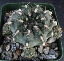 Load image into Gallery viewer, Gymnocalycium matznetteri