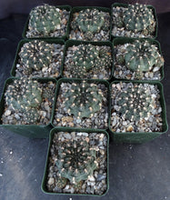Load image into Gallery viewer, Gymnocalycium matznetteri