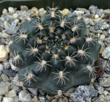 Load image into Gallery viewer, Gymnocalycium mazanense