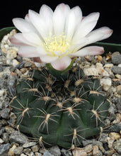 Load image into Gallery viewer, Gymnocalycium matznetteri