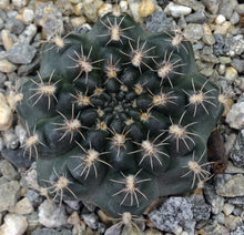 Load image into Gallery viewer, Gymnocalycium mazanense