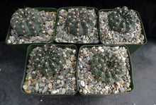 Load image into Gallery viewer, Gymnocalycium mazanense