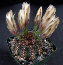Load image into Gallery viewer, Gymnocalycium mesopotamicum *Heavy clumping cactus w/ red-pink spines*