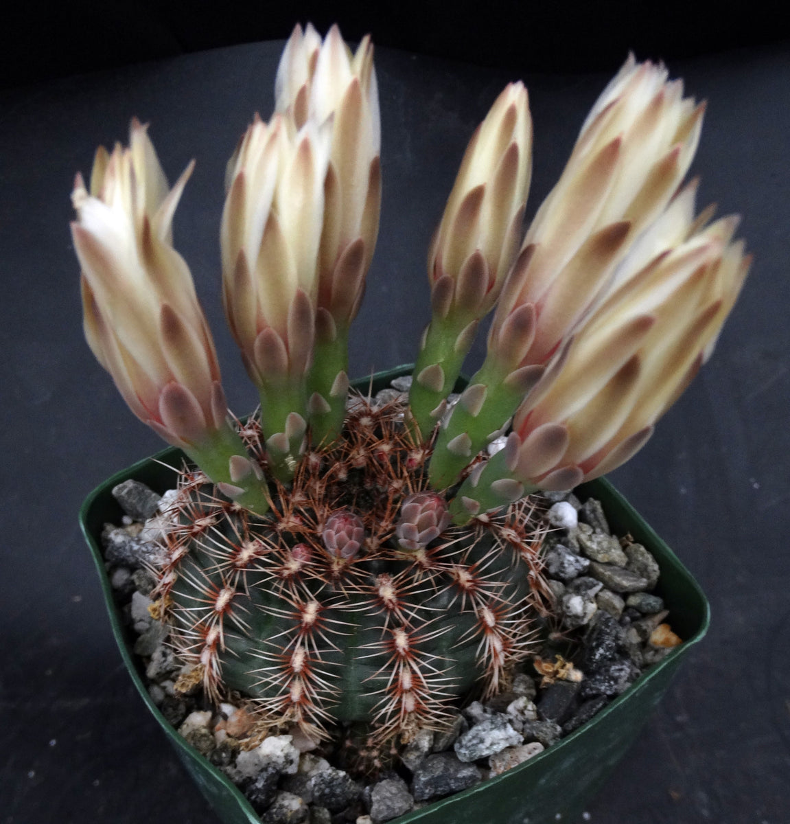 Gymnocalycium mesopotamicum *Heavy clumping cactus w/ red-pink spines* –  Kyle's Plants