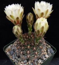 Load image into Gallery viewer, Gymnocalycium mesopotamicum *Heavy clumping cactus w/ red-pink spines*