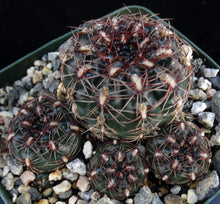 Load image into Gallery viewer, Gymnocalycium mesopotamicum *Heavy clumping cactus w/ red-pink spines*