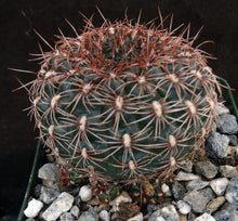 Load image into Gallery viewer, Gymnocalycium mesopotamicum *Heavy clumping cactus w/ red-pink spines*