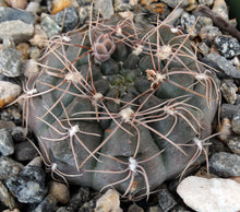 Load image into Gallery viewer, Gymnocalycium lukaskii