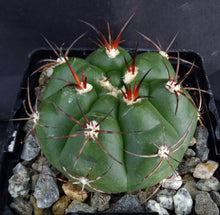 Load image into Gallery viewer, Gymnocalycium chiquitanum Black Spine form