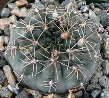 Load image into Gallery viewer, Gymnocalycium lukaskii