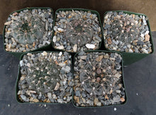 Load image into Gallery viewer, Gymnocalycium lukaskii