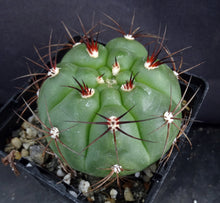 Load image into Gallery viewer, Gymnocalycium chiquitanum Black Spine form