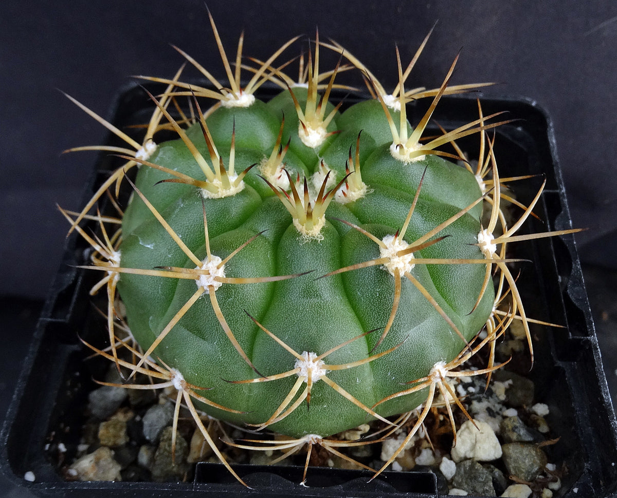Gymnocalycium chiquitanum – Kyle's Plants