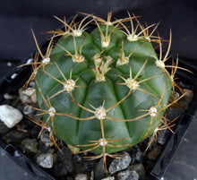 Load image into Gallery viewer, Gymnocalycium chiquitanum