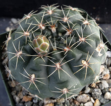 Load image into Gallery viewer, Gymnocalycium andreae