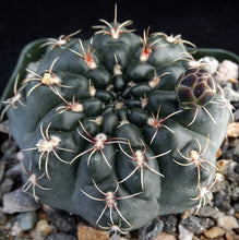 Load image into Gallery viewer, Gymnocalycium andreae