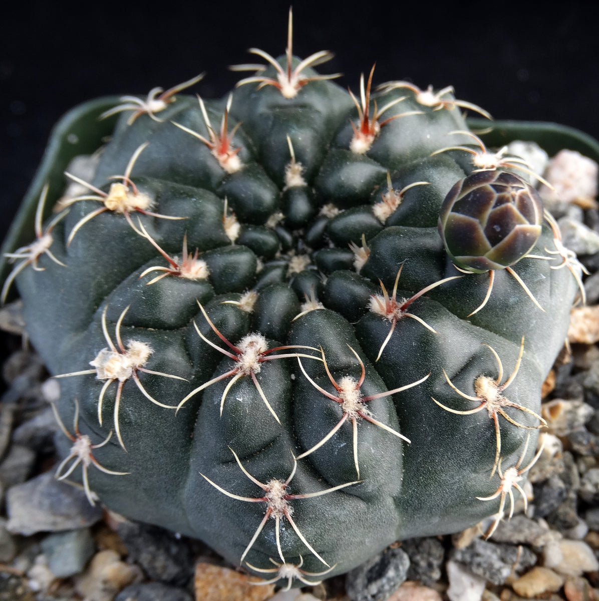 Gymnocalycium andreae