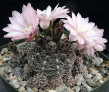 Load image into Gallery viewer, Gymnocalycium bruchii *Pink Spines*