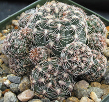 Load image into Gallery viewer, Gymnocalycium bruchii *Pink Spines*