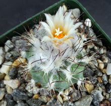 Load image into Gallery viewer, Gymnocactus gielsdorfianus (Turbinicarpus)