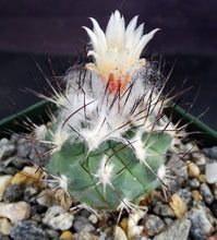 Load image into Gallery viewer, Gymnocactus gielsdorfianus (Turbinicarpus)