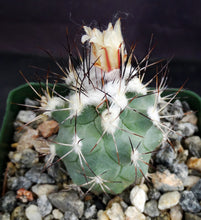 Load image into Gallery viewer, Gymnocactus gielsdorfianus (Turbinicarpus)