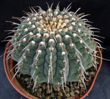 Load image into Gallery viewer, Gymnocalycium vatteri