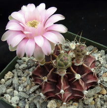 Load image into Gallery viewer, Gymnocalycium friedrichii *Red-purple cactus w/ stripes*