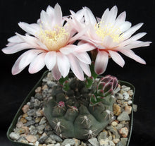 Load image into Gallery viewer, Gymnocalycium lukaskii
