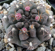 Load image into Gallery viewer, Gymnocalycium lukaskii