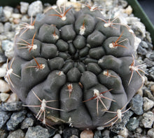Load image into Gallery viewer, Gymnocalycium lukaskii