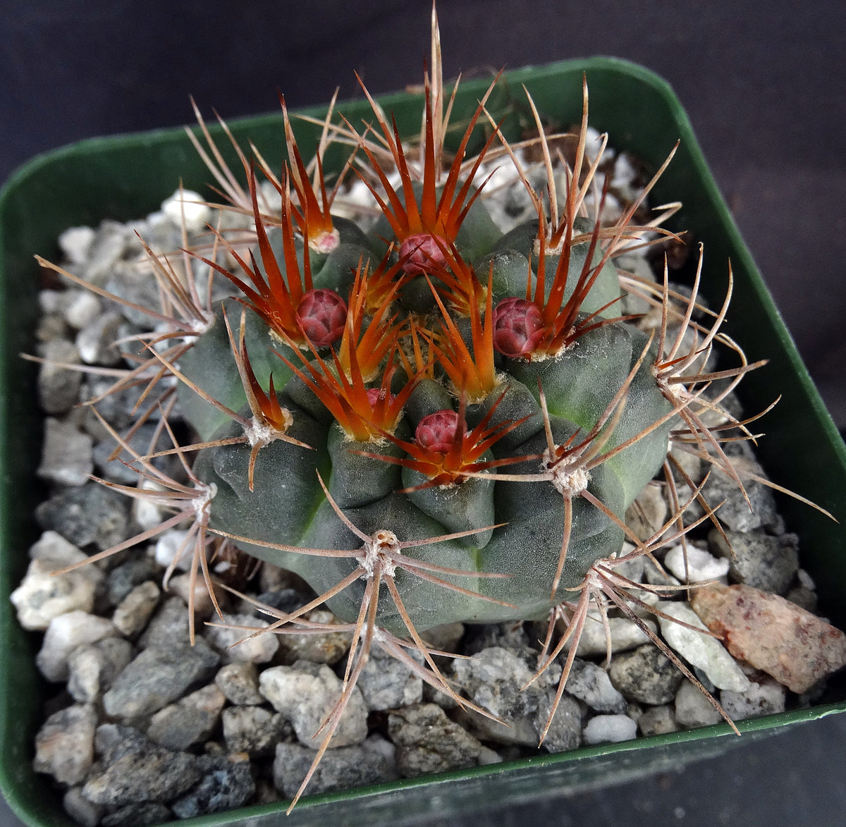 gymnocalycium castellanosii Gymnocalycium neohuberi – Kyle's Plants