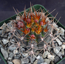 Load image into Gallery viewer, Gymnocalycium neohuberi