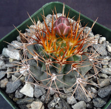 Load image into Gallery viewer, Gymnocalycium neohuberi