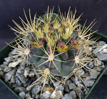 Load image into Gallery viewer, Gymnocalycium neohuberi