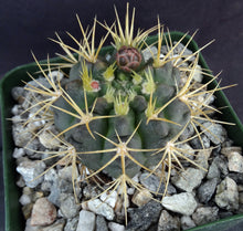 Load image into Gallery viewer, Gymnocalycium neohuberi