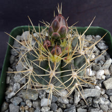 Load image into Gallery viewer, Gymnocalycium neohuberi