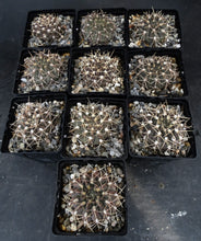 Load image into Gallery viewer, Gymnocalycium piricarpum
