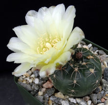 Load image into Gallery viewer, Gymnocalycium schatzlianum