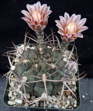 Load image into Gallery viewer, Gymnocalycium schickendantzii
