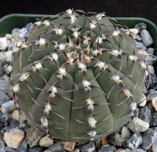 Load image into Gallery viewer, Gymnocalycium occultum
