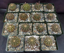 Load image into Gallery viewer, Gymnocalycium occultum