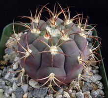 Load image into Gallery viewer, Gymnocalycium pflanzii v. marquezii