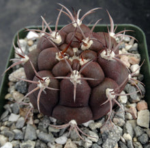 Load image into Gallery viewer, Gymnocalycium pflanzii v. marquezii